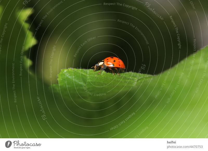 Ladybug on green leaf in garden Ladybird Beetle Insect Seven-spot ladybird Crawl Macro (Extreme close-up) Animal Red Small Green Leaf Happy Feeler Colour photo