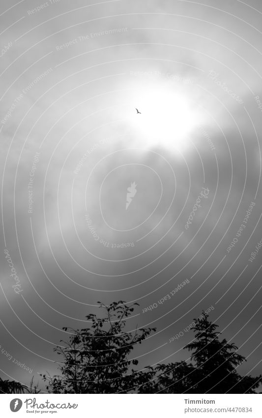 Bird high above trees Sky Clouds Sun Light shrubby Tree Nature Sunbeam Exterior shot Deserted Black & white photo Flying Tall Denmark