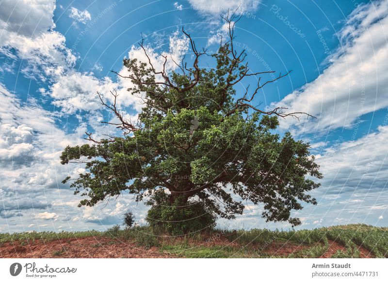 old gnarled oak with dramatic sky, mecklenburg-western pomerania, germany Cloud abandoned ancient beautiful blue branch buckled clouds cloudscape color europe