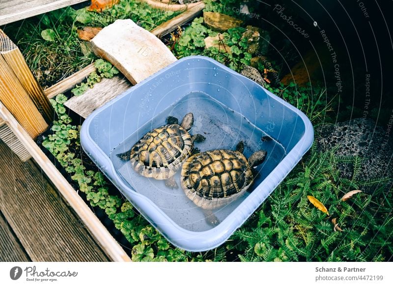 two tortoises after hibernation Pet pets Turtle Turtles Enclosure Zoo Game park reptiles Animal Colour photo Exterior shot Reptiles