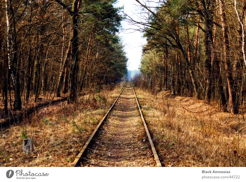 Where are you going? Forest Coniferous trees Railroad tracks Vacation & Travel Beautiful weather Poland To go for a walk