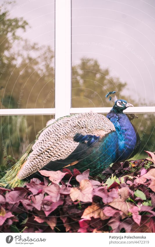 Peacock sitting by a window on purple autumn leaves Bird Autumn fall Window Animal peafowl Purple