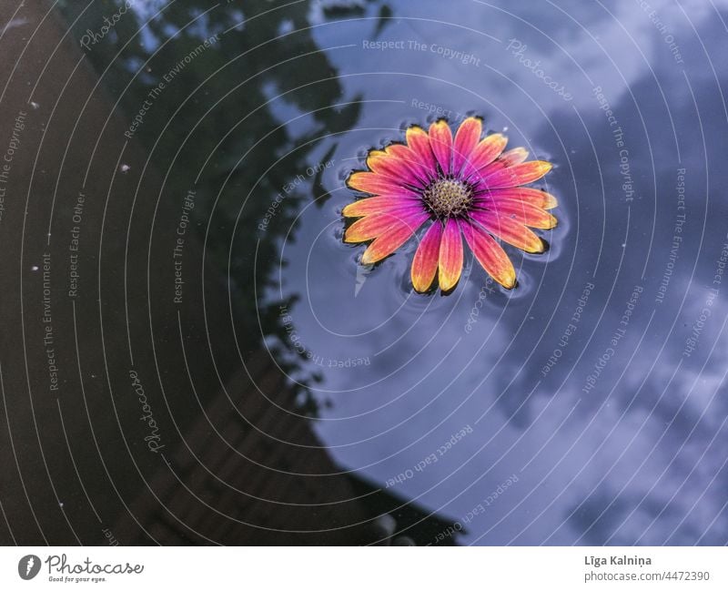 Flower floating in water Blossom Plant Flowering plant Bud Nature Water Float in the water Reflection Reflection in the water Swimming Calm Surface of water