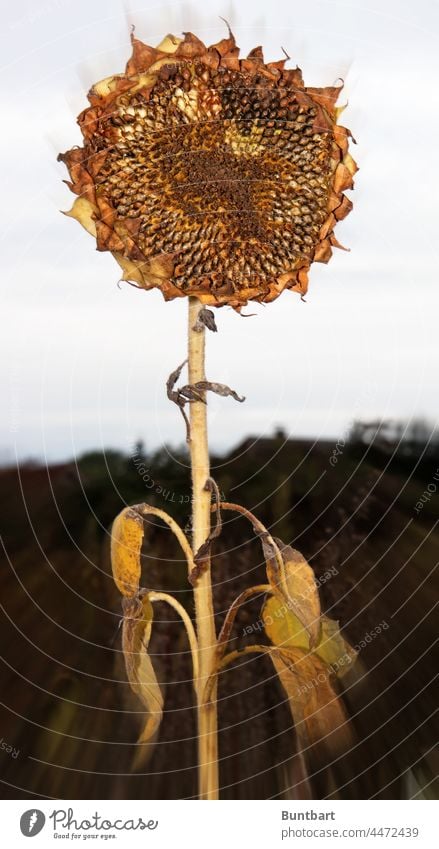 Withered sunflower Sunflower Yellow Plant Macro (Extreme close-up) Detail Close-up Garden Deserted Flower Blossom Nature Exterior shot Blossom leave Limp