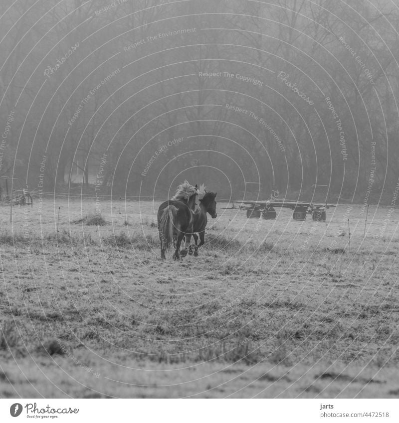 Two horses in a paddock in autumn Horse Autumn Fog Morning Cold Meadow Walking Nature Exterior shot Deserted Animal Willow tree Field Black & white photo Grass