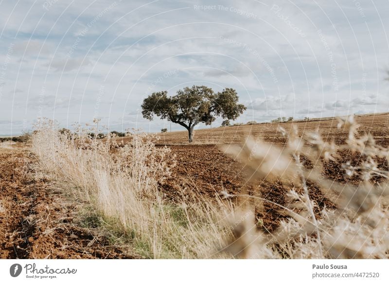 Cork tree Cork oak Oak tree Tree Environment Alentejo Green Nature Plant Colour photo Leaf Day Oak leaf Exterior shot Deserted Isolated Growth Twig Light Forest