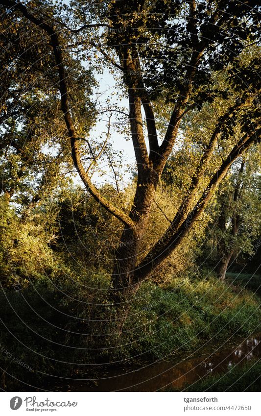 Tree in the morning sun Sunlight Visual spectacle Shaft of light Light and shadow Sunrise late summer late summerly tranquillity natural light daylight Ambience