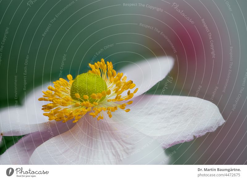 Flower of a Japanese autumn anemone, Anemone hupehensis, Ranunculaceae Chinese Anemone Breeding Plant Hybrids variety Garden form selection Blossom petals