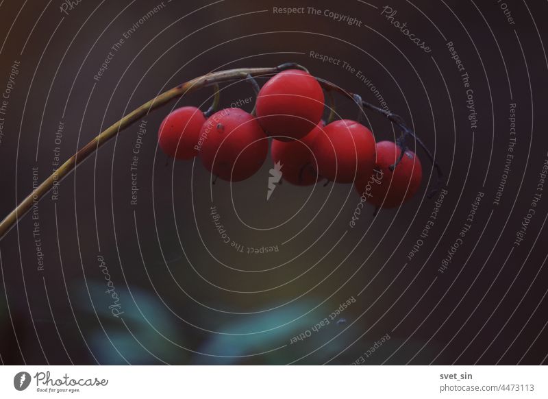 Convallaria majalis, Konwalia majowa, May Lily, lily of the valley. Ripe red fruits of lily of the valley on a dark background of the autumn forest. Moody autumn background with red berries on a twig.