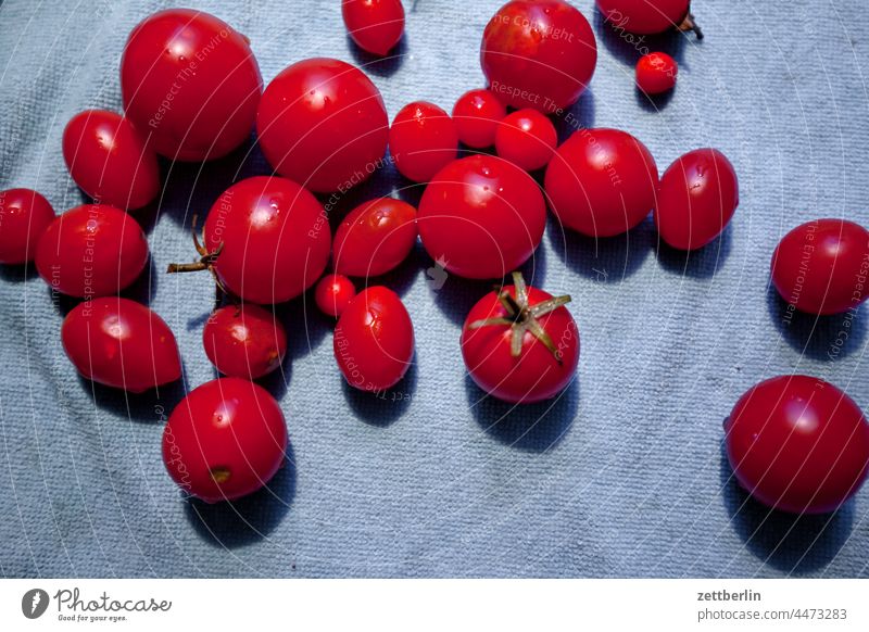 tomatoes Garden Autumn allotment Garden allotments Deserted Nature Plant tranquillity Holiday season Garden plot Copy Space Depth of field Old Nutrition Eating