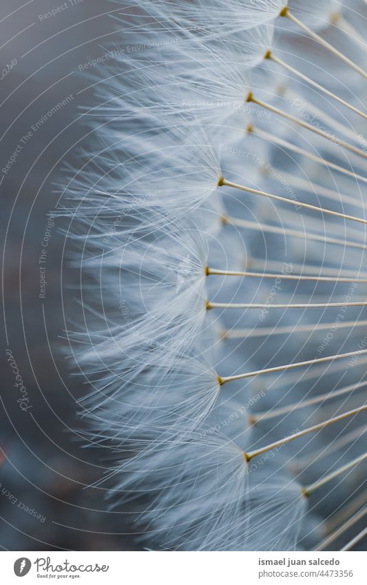 close up of the white dandelion seed in spring season flower plant floral garden nature natural beautiful decorative decoration abstract textured soft softness