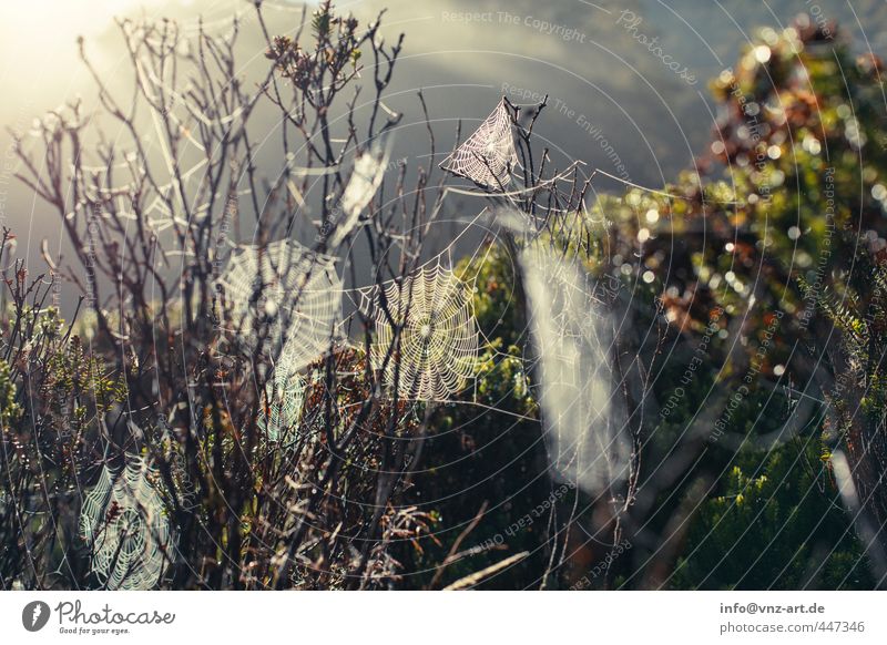 Spider2 Environment Nature Landscape Plant Animal Sun Sunrise Sunset Sunlight Tree Grass Bushes Wild plant Forest Virgin forest Dew Spider's web Colour photo