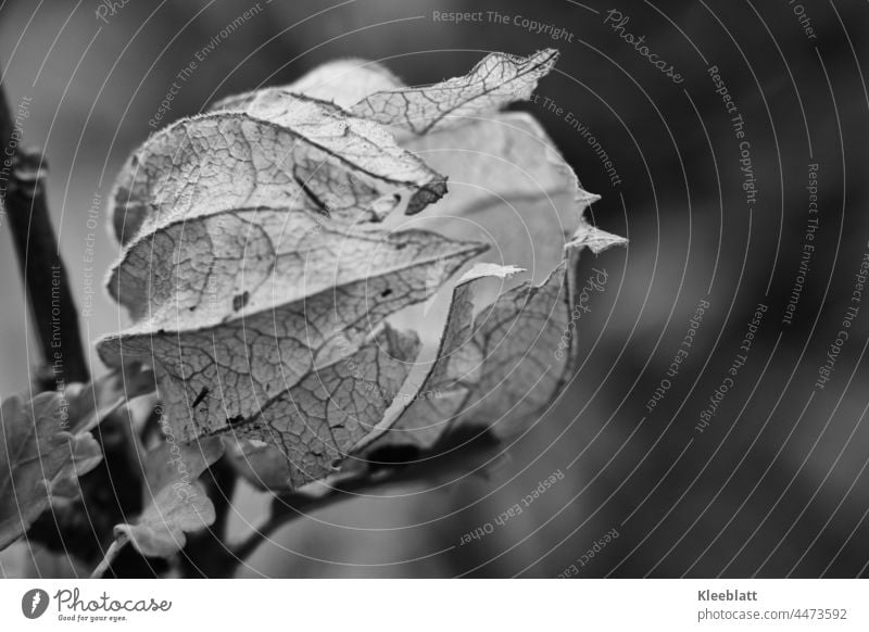 close up of empty physalis fruit in black and white - side closeup Physalis Plant Chinese lantern flower Colour photo Orange Close-up Autumn Cape gooseberry