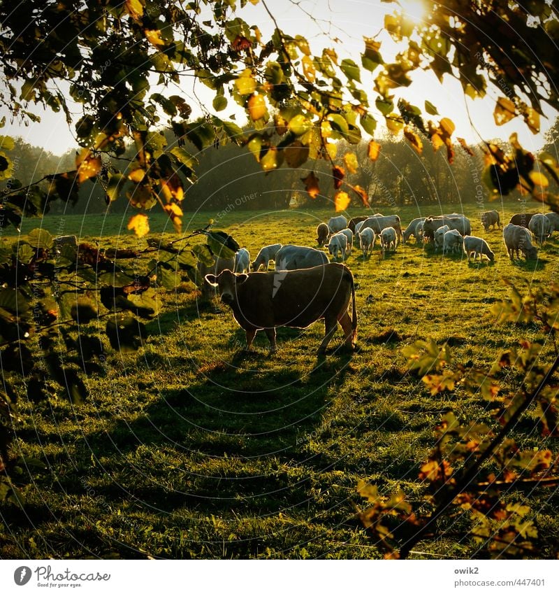 meadow Environment Nature Landscape Plant Animal Climate Weather Beautiful weather Tree Grass Leaf Twig Farm animal Cow Herd Observe To feed Looking Hiking