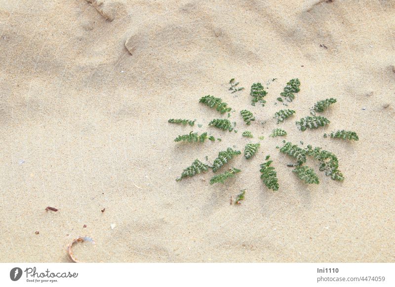 Dune Jacob's ragwort rosette stage dunes Sand Borkum Blown away leaf rosette annual rosette serrated blades Gypsophila Jacobaea vulgaris ssp. dunensis