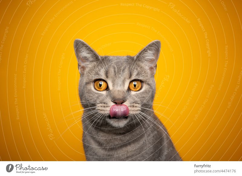 hungry cat licking lips portrait on yellow orange background pets purebred cat british shorthair cat one animal indoors studio shot beautiful cute adorable