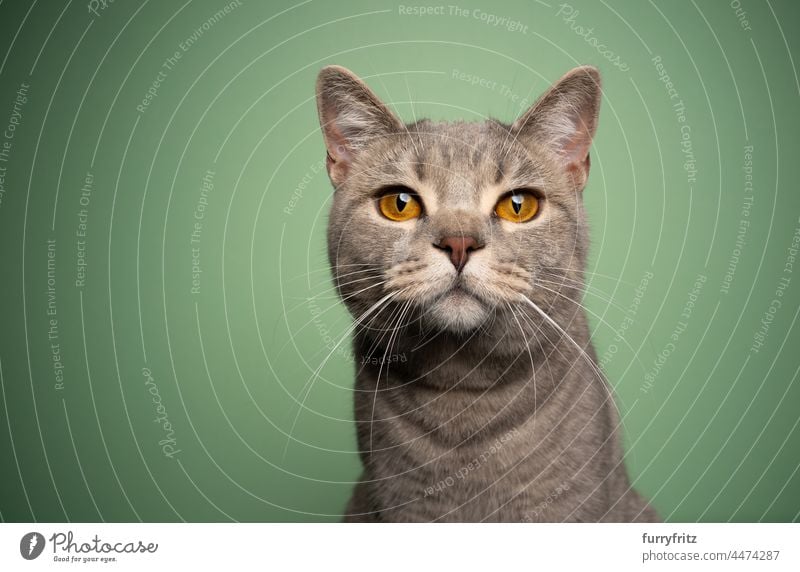 curious cat with yellow eyes portrait on green background pets purebred cat british shorthair cat one animal indoors studio shot beautiful cute adorable tabby