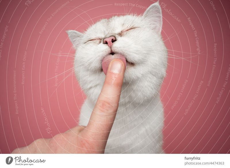 cute white british shorthair cat licking finger one animal indoors studio shot pets purebred cat fawn beige blue eyes pink pink background fluffy fur feline