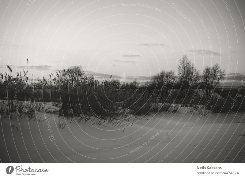 black and white winter evening on snow and ice covered river in Latvia. Dense river reed forest, transport bridge in distance background beautiful blue branch