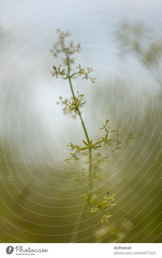 Macro photo of a plant, moody, mysty Plant Grass Smooth Nature Exterior shot Leaf Ground Balcony Seasons Environment Park little trees Forest naturally