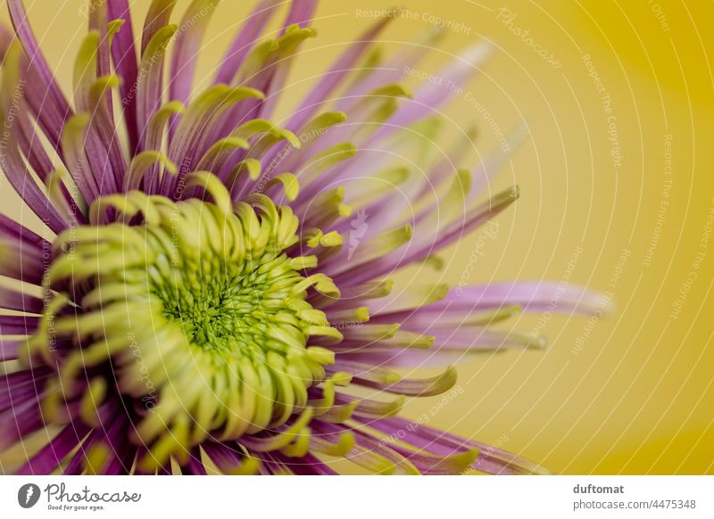 Macro photo of a yellow pink chrysanthemum Chrysanthemum Flower Blossom Autumn Plant Blossoming Nature Close-up Pink pretty Background picture Blossom leave