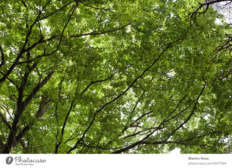 foliar workshop Nature Plant Tree Leaf Branch Esthetic Large Natural Beautiful Wild Green Colour photo Exterior shot Close-up Pattern Structures and shapes