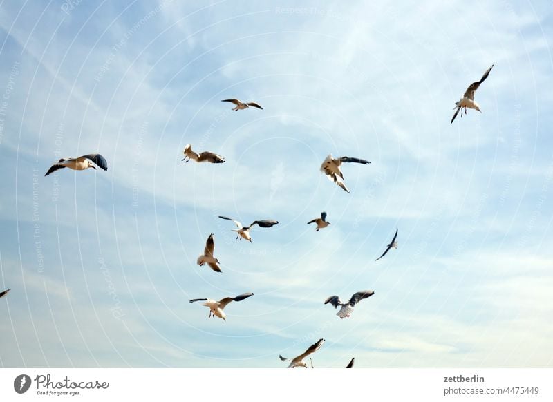 Flying gulls Baabe Baltic region Bodden holidays Big Zicker goehren autumn holidays autumn vacation Little Zicker coast coasts Meck-Pomm Mecklenburg