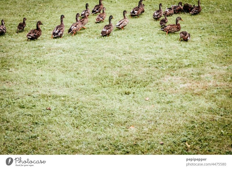 Run out of the picture in a duck walk Duck birds entenmarsch ducks Duck family Duck walk Bird Animal Group of animals Animal family Wild animal March Nature