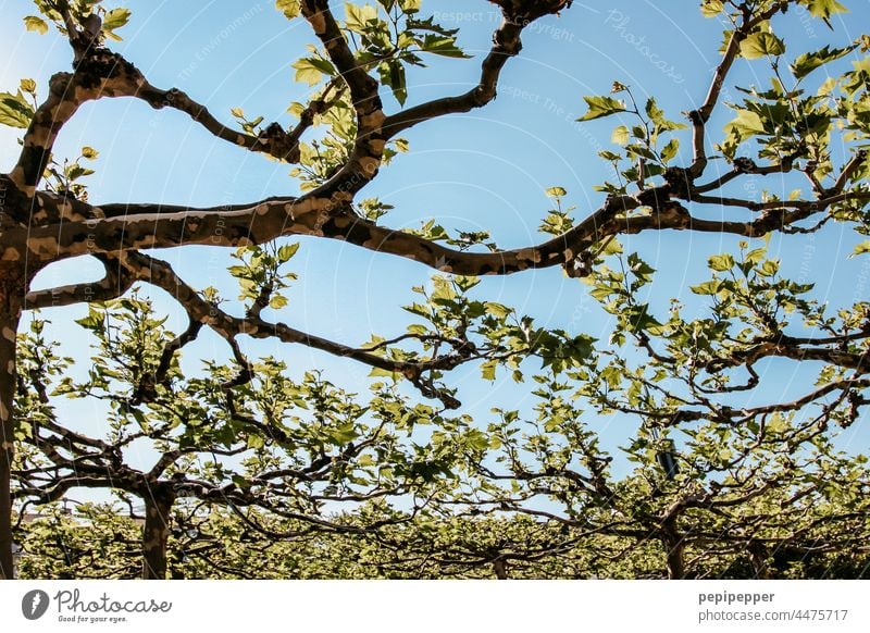 sycamore maple-leaved plane tree Sycamore Tree Sky Blue Green Leaf Branch Autumn Colour photo Exterior shot Deserted Day Plant Twig twigs and branches Autumnal