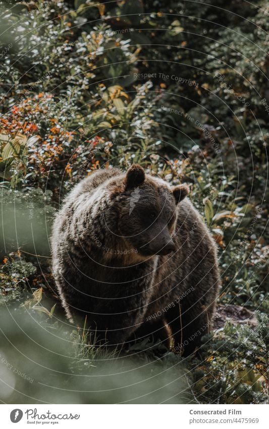 Grizzly bear walking through the forest bears woods travel wildlife Wildlife Photography grizzly bear National Park Montana Glacier National park Leaves trees