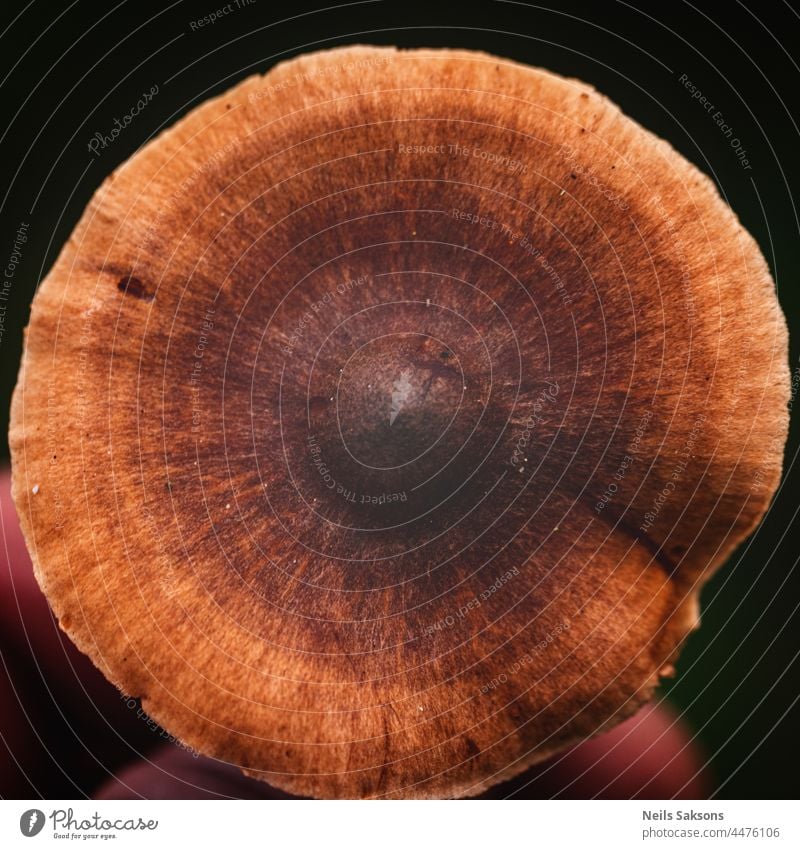 brown stripped mushroom hat from above. Holding in hand autumn autumnal background beautiful biology black botany cap closeup cooking dangerous dried ecology