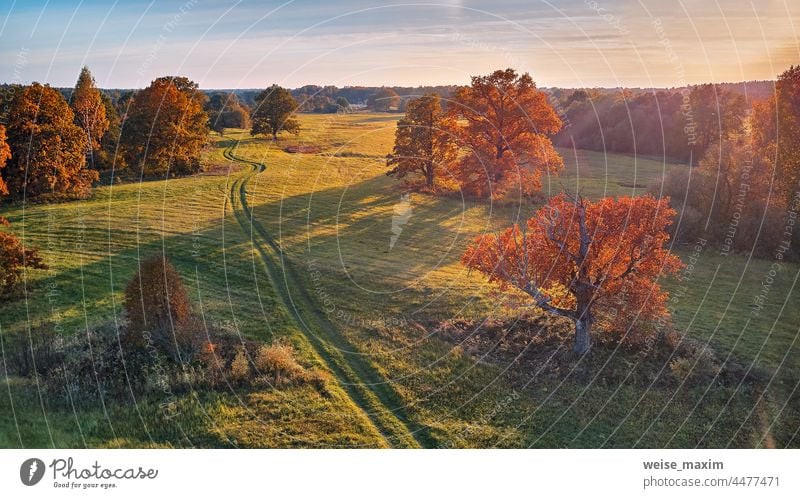 Country road on green fields. Sunny aerial panorama, Belarus. Landscape with cork oaks tree autumn meadow park season landscape forest outdoor grass leaf plant