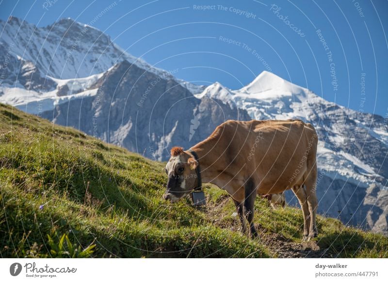 Grassing in thin air Nature Landscape Plant Elements Sky Cloudless sky Summer Beautiful weather Rock Alps Mountain Peak Snowcapped peak Glacier Animal