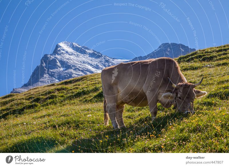 Subtenants | With full board Nature Landscape Plant Elements Air Sky Cloudless sky Sunlight Summer Beautiful weather Grass Hill Rock Alps Mountain Peak