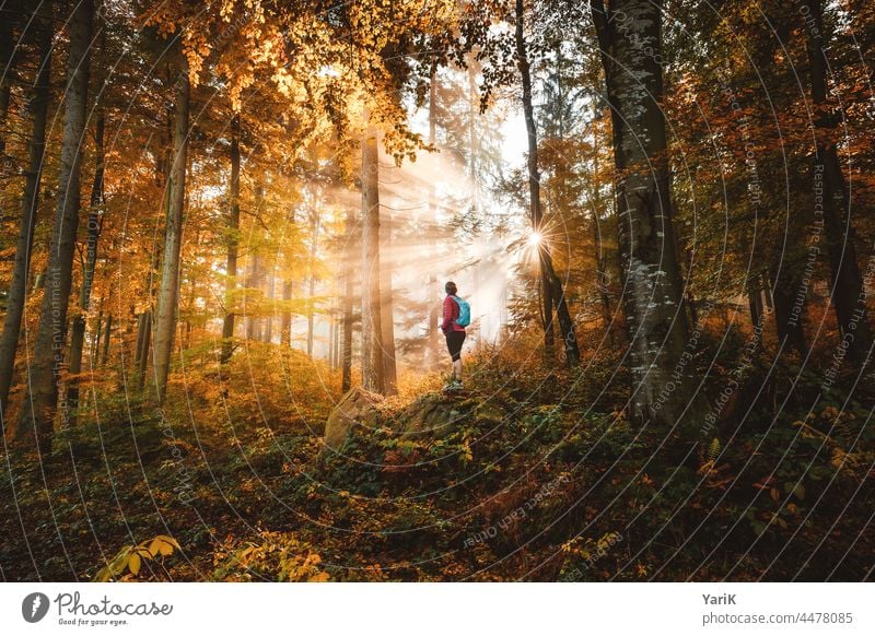 Fall Spot Autumn Autumnal Automn wood Forest rays light spot Visual spectacle Sunbeam bavarian forest Bavarian Forest trees foliage Orange Yellow Woodground