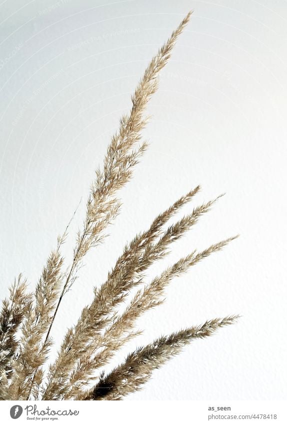 grasses Nature Autumn Brown Plant Grass Deserted Environment naturally Shallow depth of field Colour photo Subdued colour Day Dried Silhouette graphically