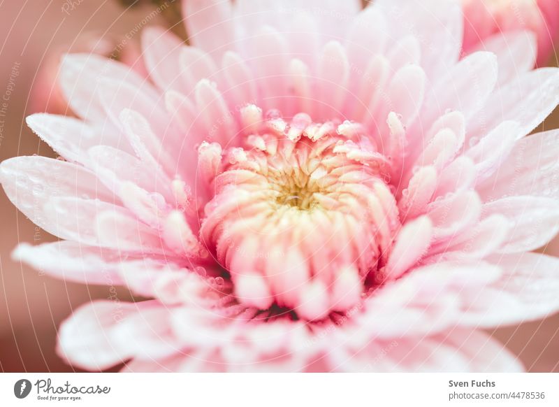 Pink flowers in a soft morning light romantic pastel flora floral Blossom leave Plant elegance ornamental Bright botanical bokeh Soft Glittering Light Flower