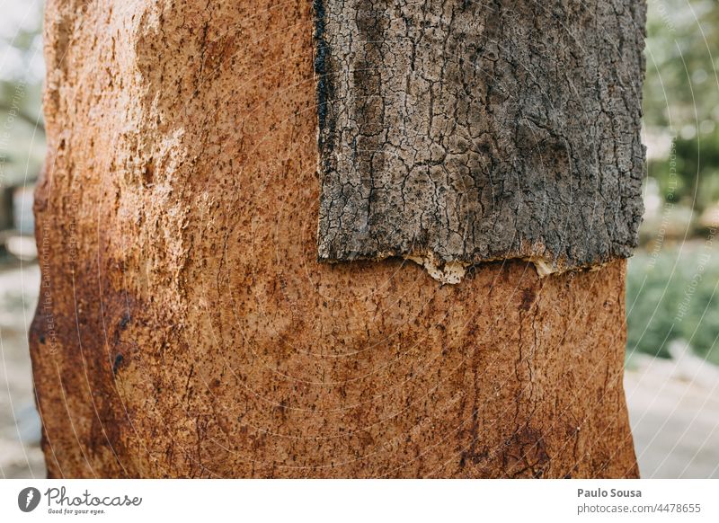 Cork tree Corkscrew Cork oak texture Tree Tree trunk Environment Environmental protection Portugal Alentejo Forest Day Exterior shot Deserted Oak tree Plant