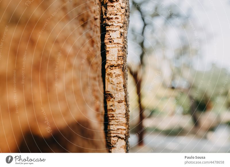 Close up Cork tree Corkscrew Cork oak Wine stopper Oak tree Alentejo Portugal texture Plant Deserted Exterior shot Colour photo Nature Tree Natural Green