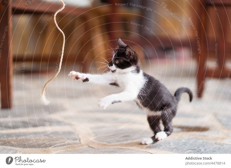 Charming kitten playing on veranda kitty rope feline pet animal curious terrace playful having fun spare time predator mammal fur baby cat together small fluffy