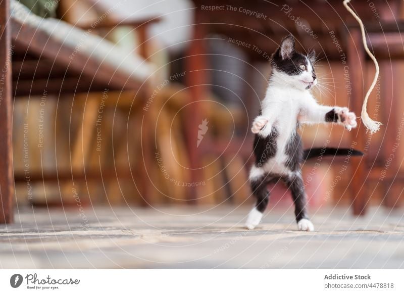 Charming kitten playing on veranda kitty rope feline pet animal curious terrace playful having fun spare time predator mammal fur baby cat together small fluffy