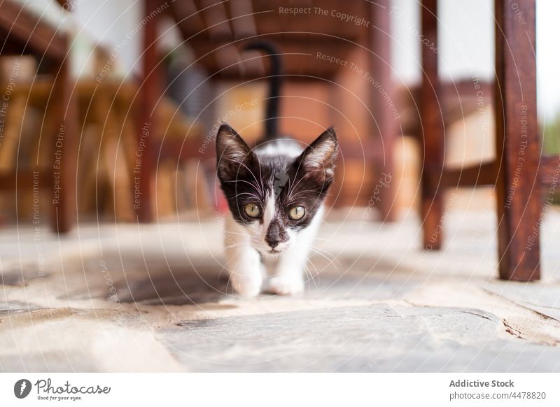 Adorable kitty with green eyes on veranda kitten muzzle animal feline pet predator mammal intent gaze portrait fur whisker stare intense steadfast baby cat