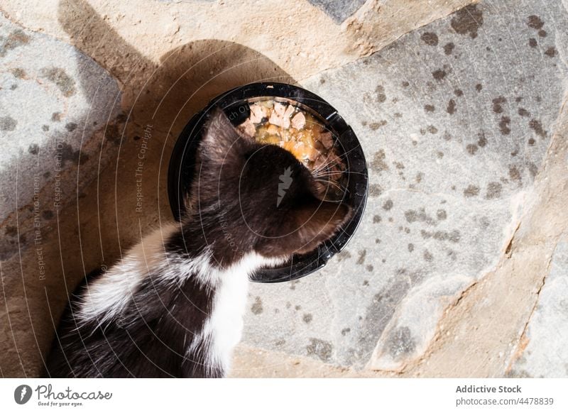 Cute kitty eating food from bowl in sunlight meat feline pet animal natural mammal fur baby cat small coat fluffy predator delicious enjoy piece juicy tender