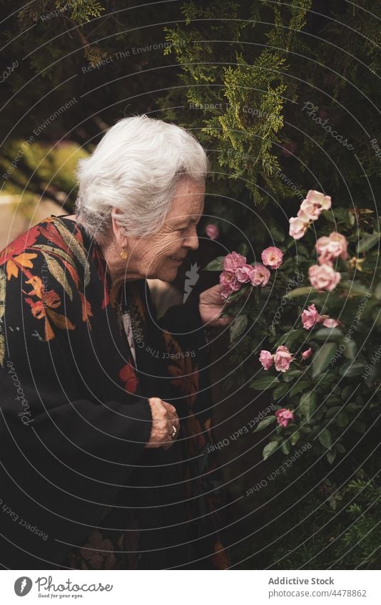 Senior female with roses in garden elderly lifestyle woman senior flower smell blossom retire bloom aroma bush summer touch flora plant floral scent fragrant