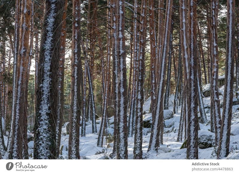 Winter forest with tree trunks woods snow nature winter hoarfrost woodland frozen environment dense weather cold grow plant rime sierra de guadarrama national