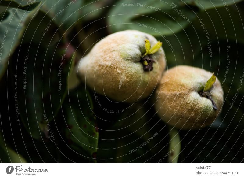 two quinces ripe for harvesting want to be picked fruits Fruit Fresh fresh fruit Food Organic produce Fruit- or Vegetable stall Nutrition Tree Vegetarian diet