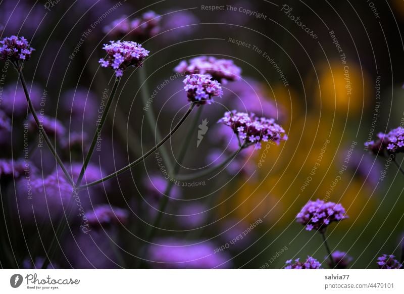 garden magic flowers blossoms Argentine verbena Verbena purple Garden Violet Blossoming Nature blurriness Plant Summer heyday Fragrance Purple flowers