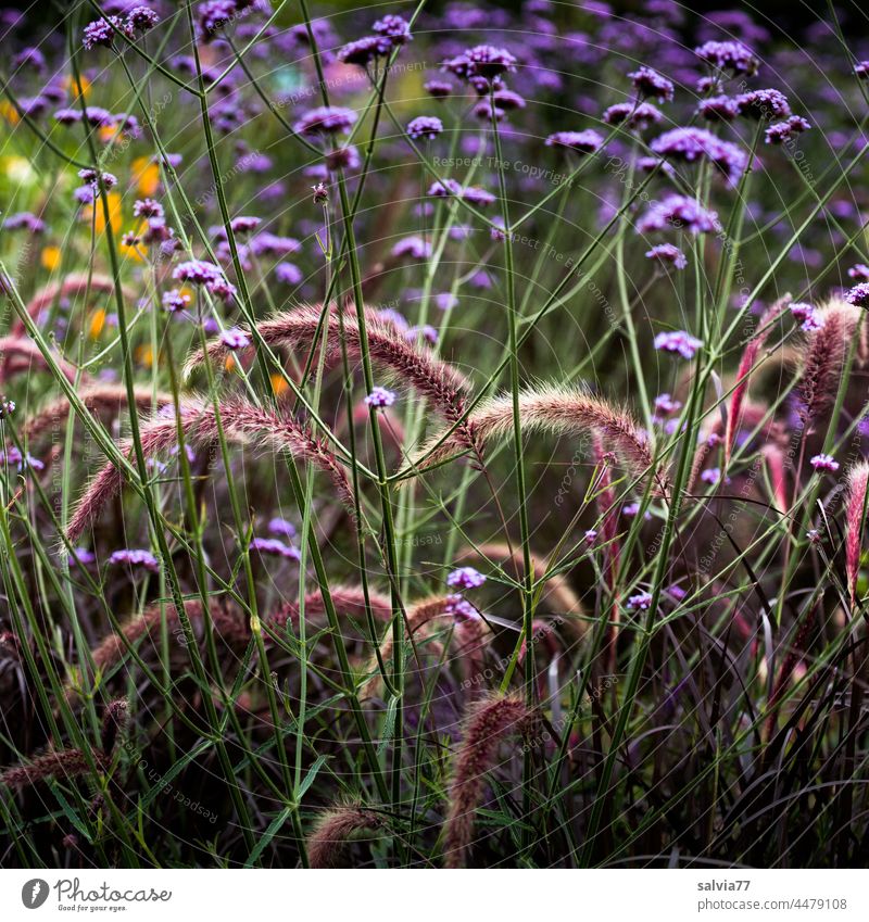 Colors and shapes in the perennial garden Garden flowers Herbaceous plants Summer Blossoming Flower Nature Plant Deserted naturally Close-up Colour photo pretty