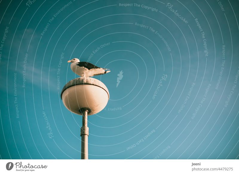 Seagull enjoying the good view Vantage point Lookout Sit Ocean Nature coast Harbour Lantern Water White Blue Maritime Baltic Sea Lake North Sea Sky