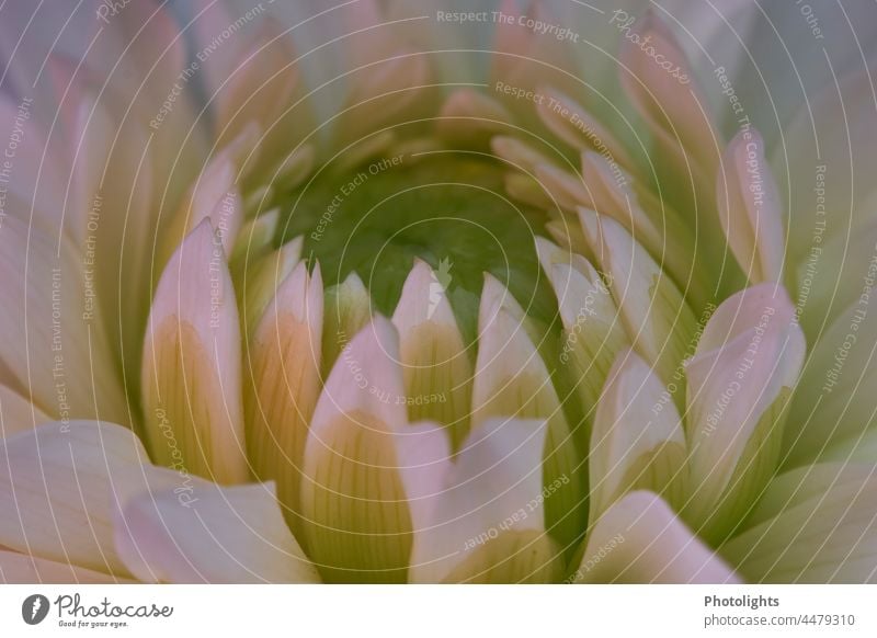 White flower tips of a dahlia enclose the flower center Blossom sharpen Green Flower Delicate Enclose Stamp Plant Macro (Extreme close-up) Close-up